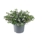 Afbeelding van EJ Cuphea P19 lavender